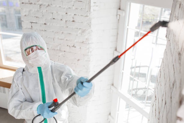 Why You Should Choose Our Mold Remediation Services in Dundee, NY